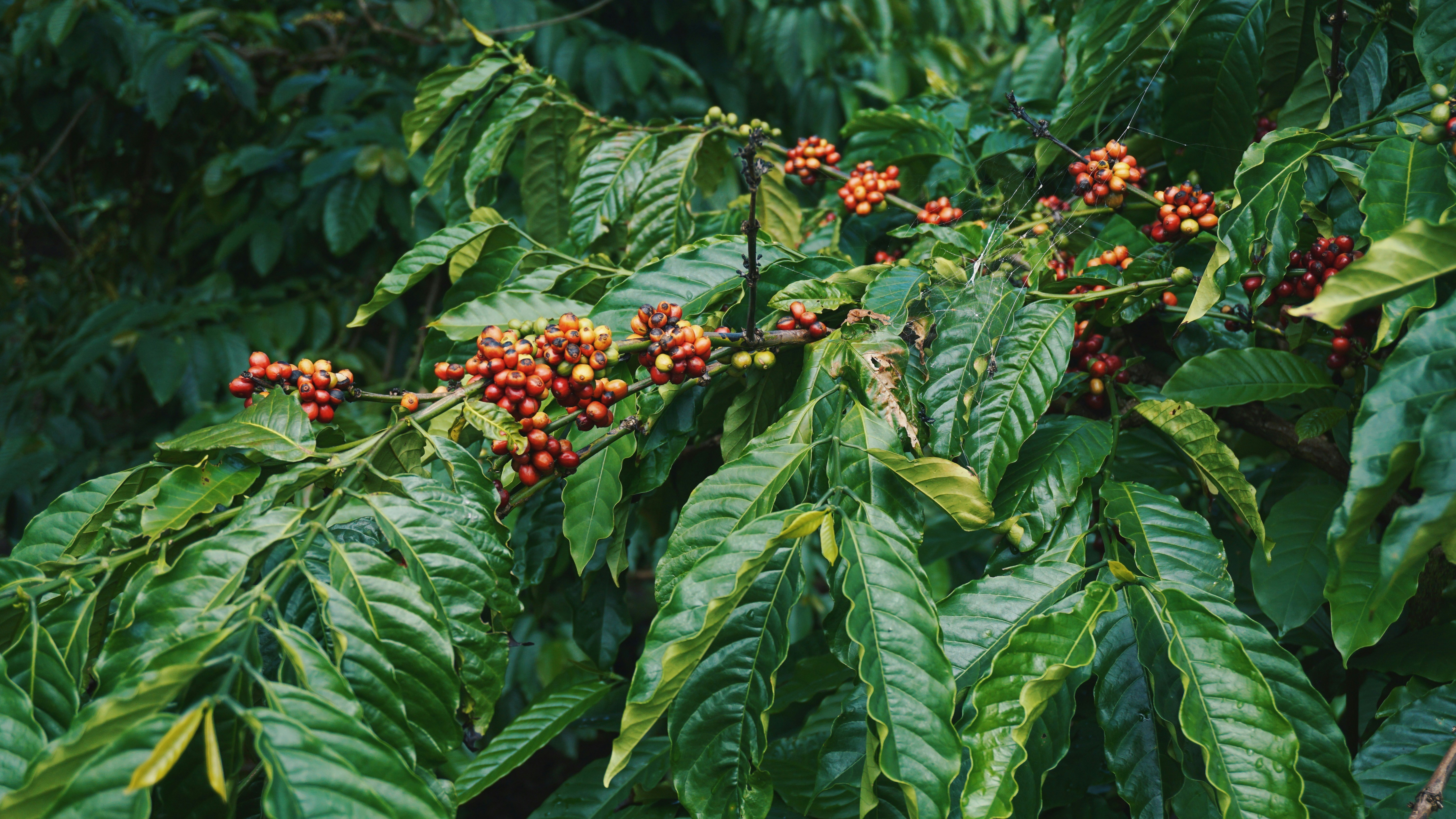 Coffee cherries